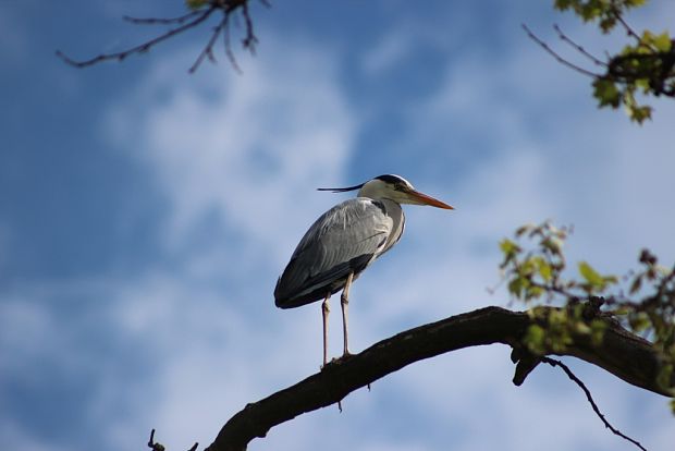 volavka popolavá Ardea cinerea