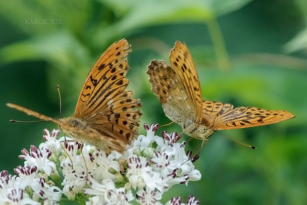 perlovec striebristopásy Argynnis paphia