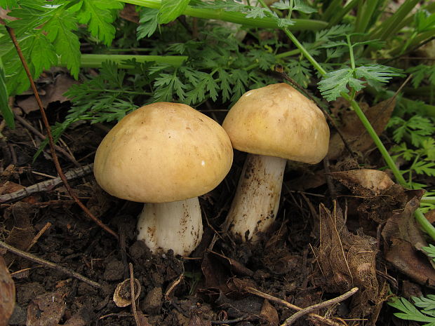 čírovnica májová Calocybe gambosa (Fr.) Donk