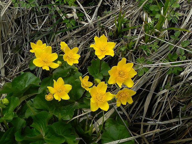 záružlie močiarne Caltha palustris L.