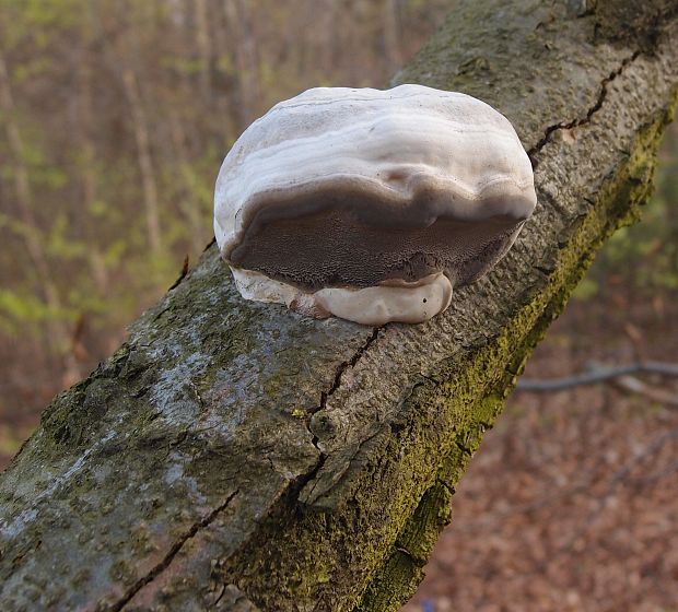 práchnovec kopytovitý Fomes fomentarius (L.) J.J. Kickx