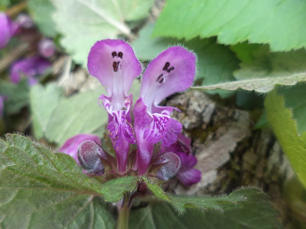 hluchavka škvrnitá Lamium maculatum L.