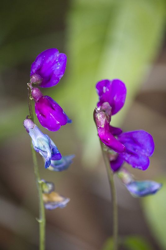 hrachor jarný Lathyrus vernus (L.) Bernh.