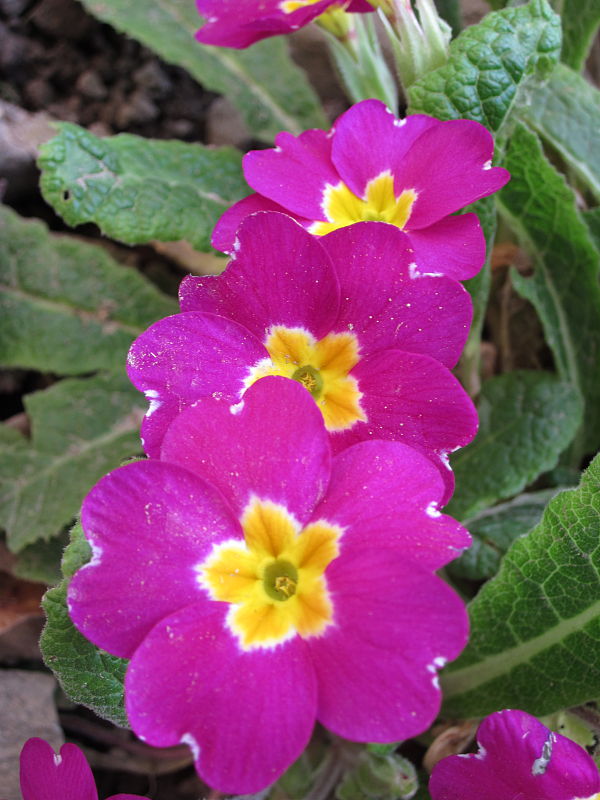 prvosienka bezbyľová Primula acaulis (L.) L.