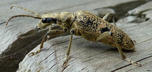 fuzáč Rhagium mordax