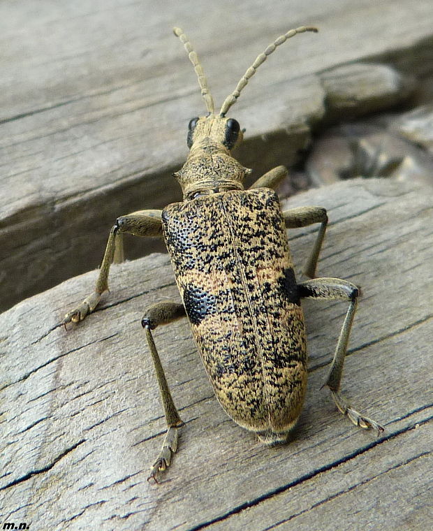 fuzáč Rhagium mordax