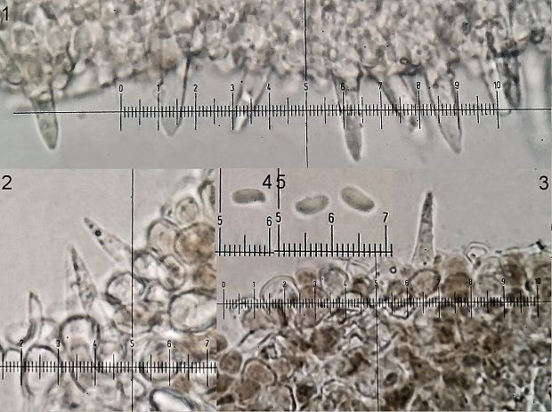 peniazočka horkastá Strobilurus tenacellus (Pers.) Singer