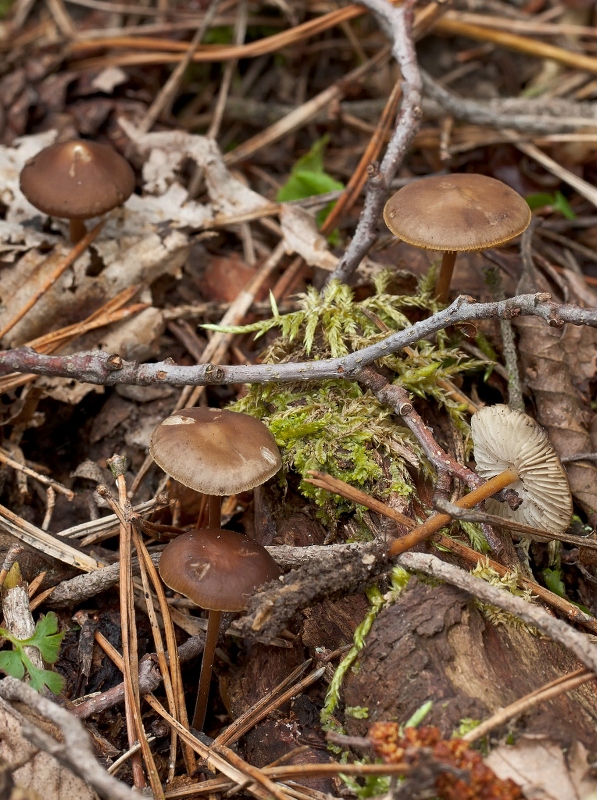 peniazočka horkastá Strobilurus tenacellus (Pers.) Singer