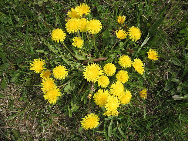 púpava lekárska Taraxacum officinale (L.) Weber ex F.H.Wigg