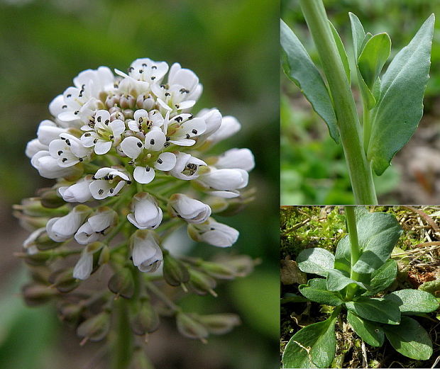 peniažtek modrastý Thlaspi caerulescens J. Presl et C. Presl