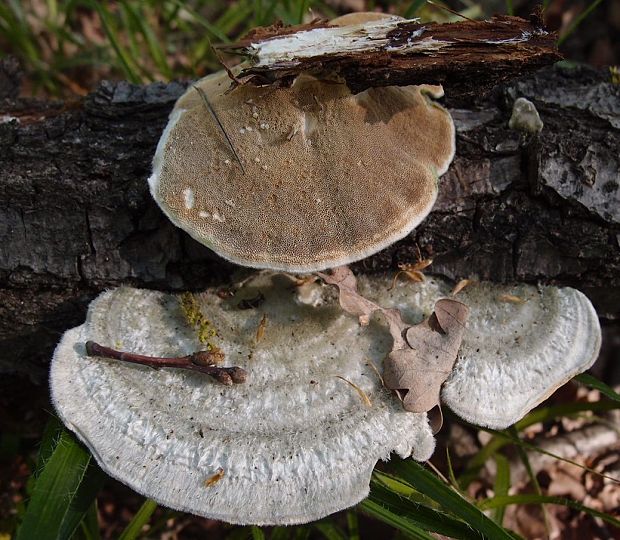 trúdnikovec chlpatý Trametes hirsuta (Wulfen) Lloyd