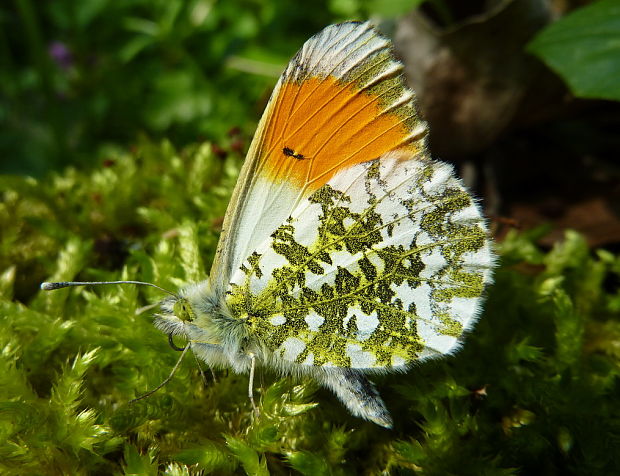 mlynárik žeruchový Anthocharis cardamines