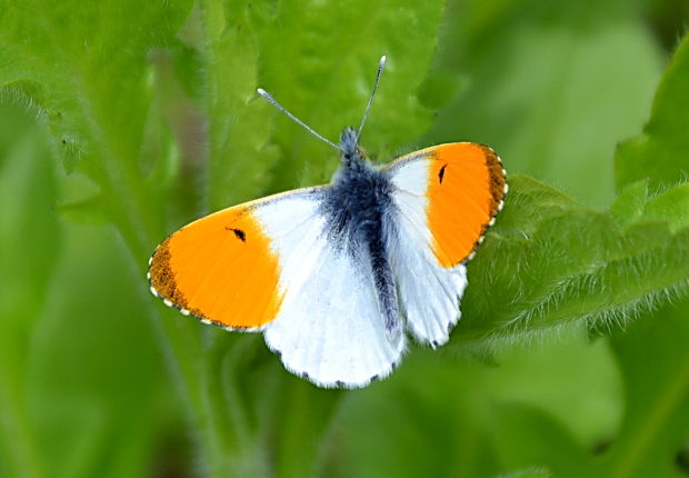 mlynárik žeruchový Anthocharis cardamines