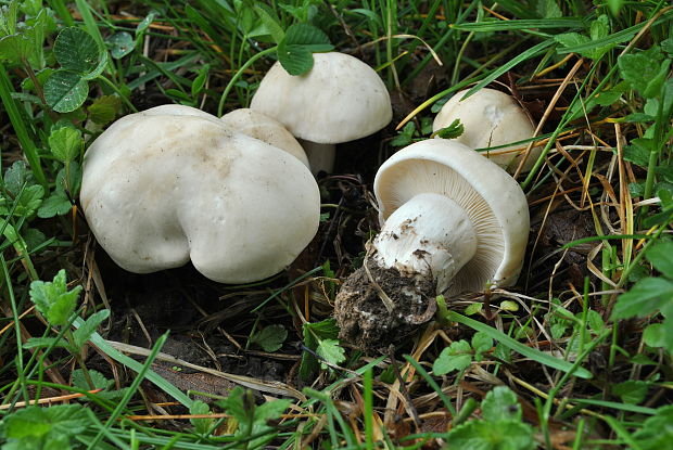 čírovnica májová Calocybe gambosa (Fr.) Donk