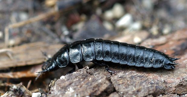 bystruška - larva Carabus sp.