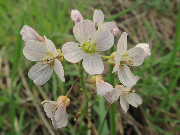 žerušnica lúčna Cardamine pratensis L.