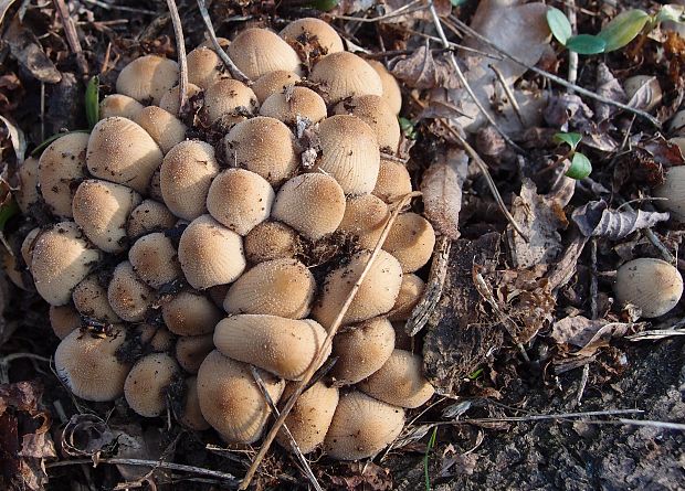 hnojník ligotavý Coprinellus micaceus (Bull.) Vilgalys, Hopple & Jacq. Johnson