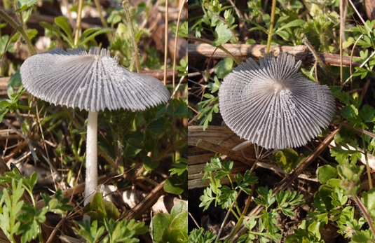 hnojník Coprinus sp.