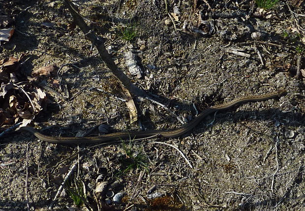 užovka hladká Coronella austriaca