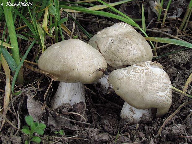 hodvábnica jarná Entoloma clypeatum (L.) P. Kumm.