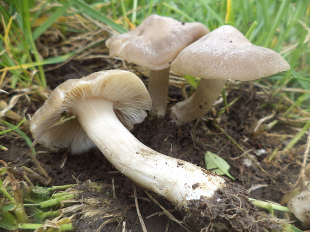 hodvábnica jarná Entoloma clypeatum (L.) P. Kumm.