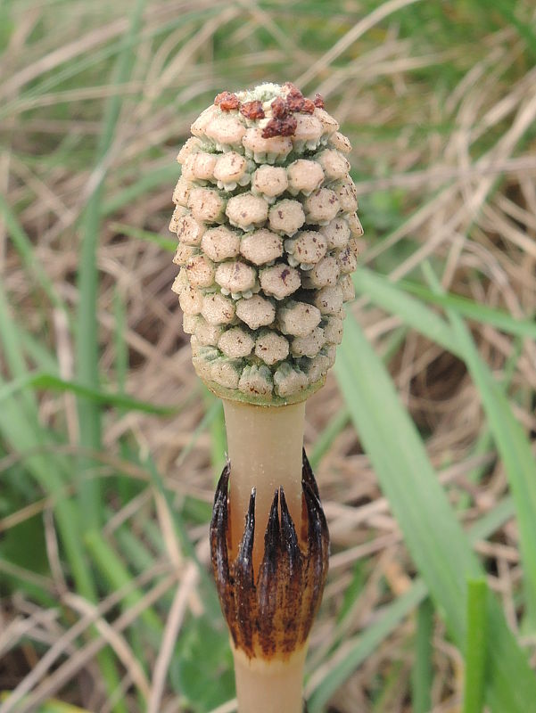 praslička ...? Equisetum ....? L.