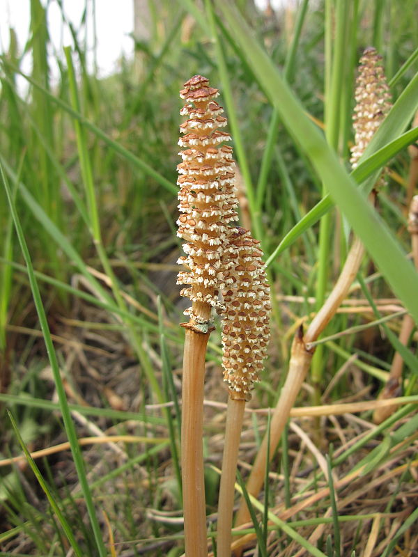 praslička roľná Equisetum arvense L.