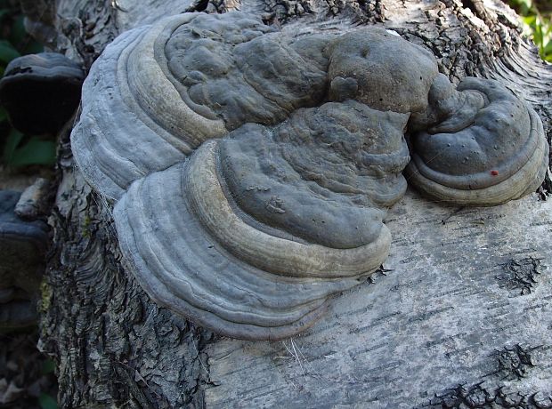 práchnovec kopytovitý Fomes fomentarius (L.) J.J. Kickx