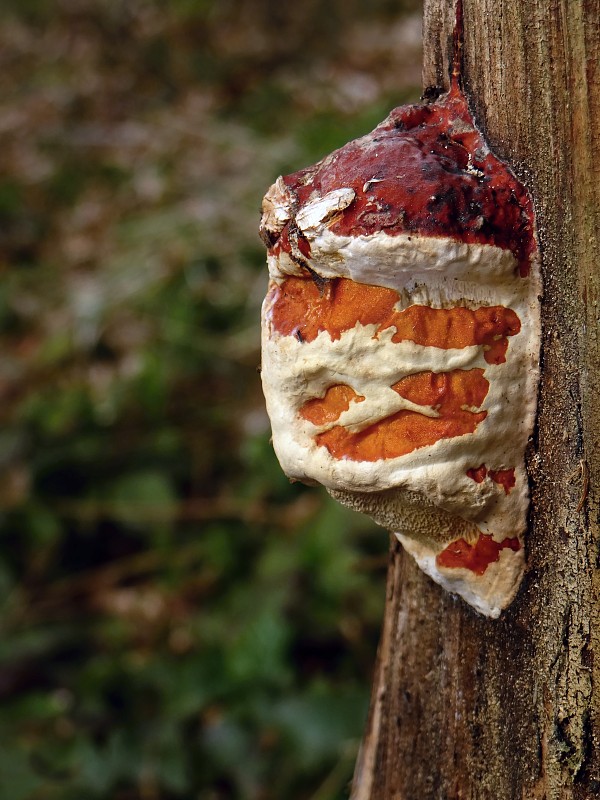 práchnovček Fomitopsis sp.