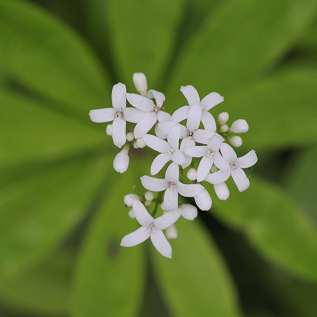 lipkavec marinkový Galium odoratum (L.) Scop.