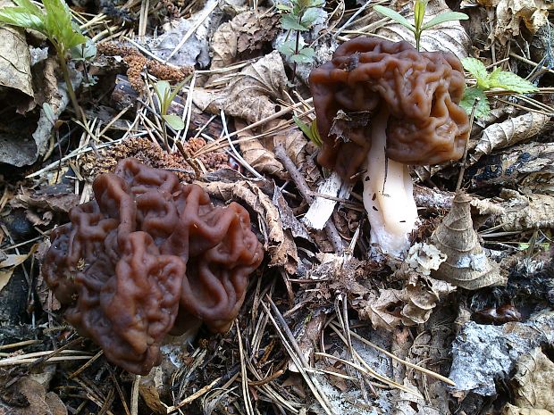 ušiak obyčajný Gyromitra esculenta (Pers.) Fr.