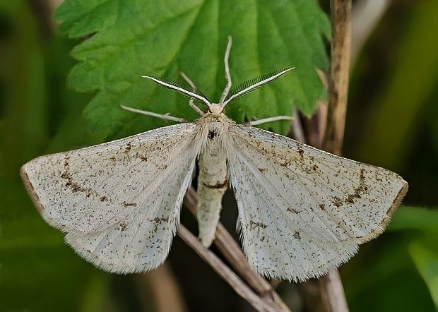 listnatka kručinková Hypoxystis pluviaria