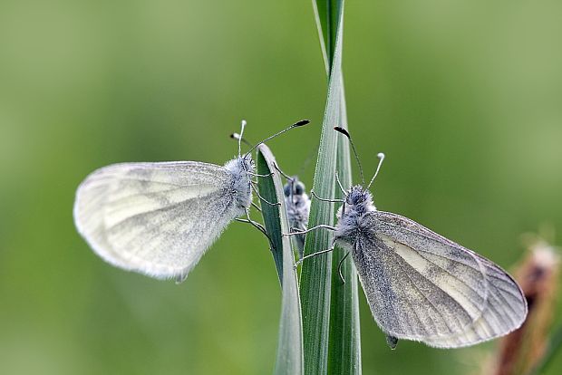 mlynárik hrachorový Leptidea sinapis/reali