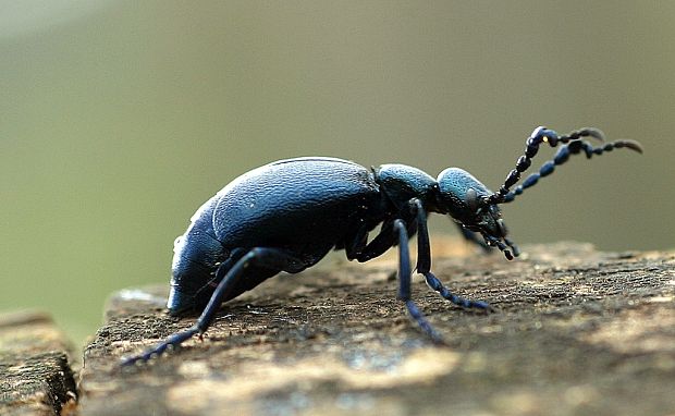 majka obyčajná Meloe proscarabaeus