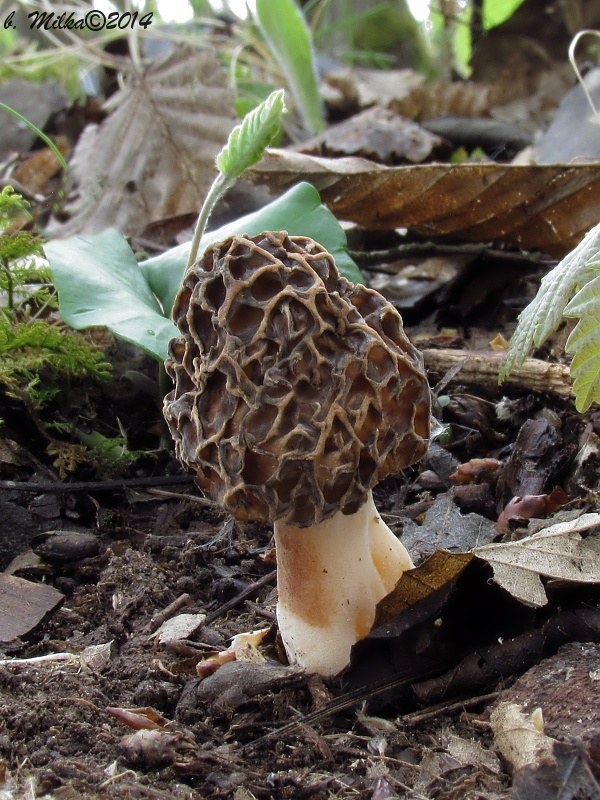 smrčok jedlý Morchella esculenta (L.) Pers.