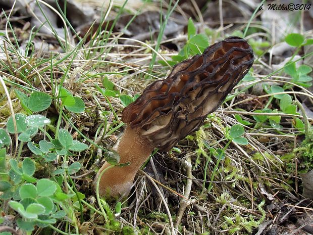 smrčok Morchella sp.