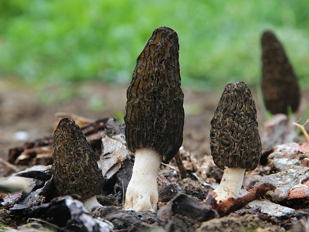 smrčok Morchella sp.