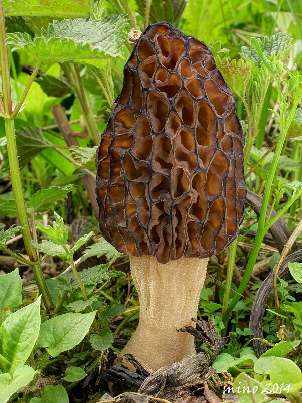 smrčok Morchella sp.