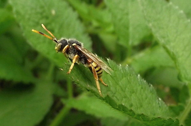 nomada Nomada succincta