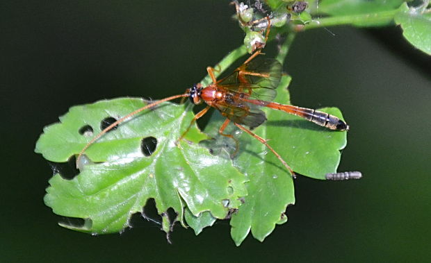 lumok Ophion ventricosus