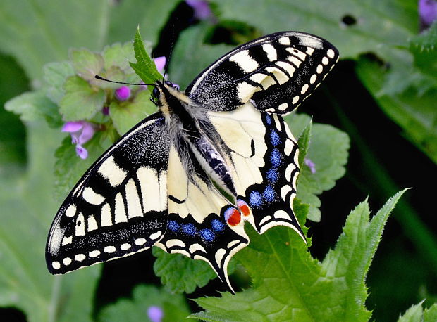 vidlochvost feniklový Papilio machaon