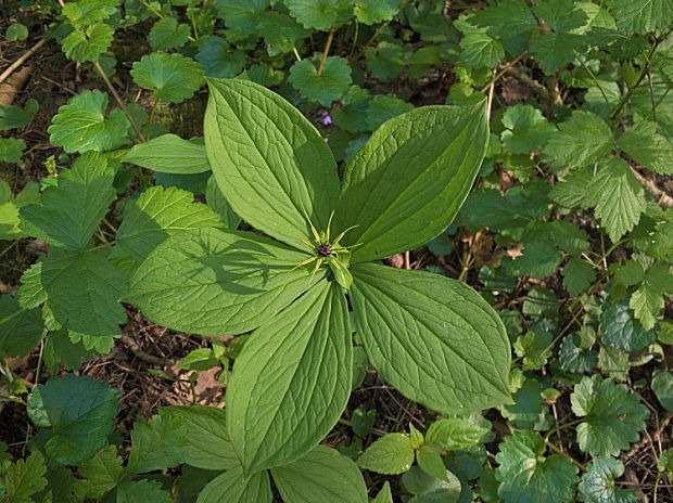 vranovec štvorlistý Paris quadrifolia L.