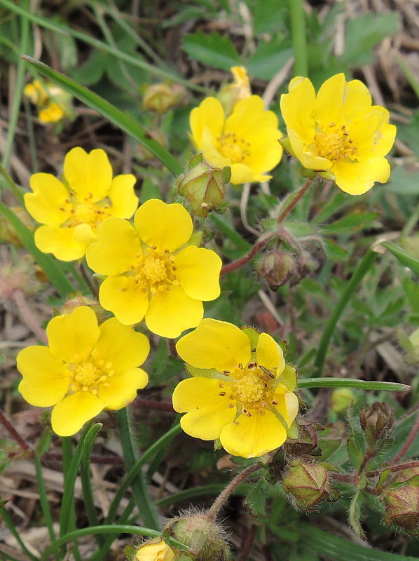 nátržník sedmolistý Potentilla heptaphylla L.