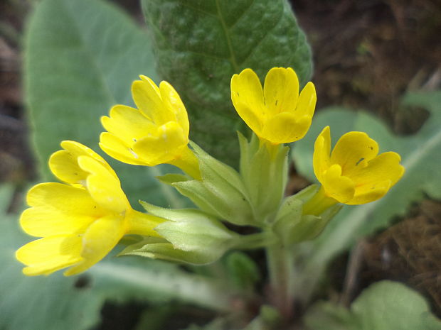 prvosienka jarná Primula veris L.