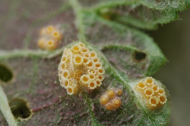 hrdza Puccinia sp.