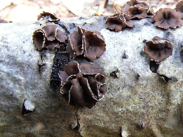 dutinovka lužná Sclerencoelia fascicularis (Alb. & Schwein.) P. Karst.