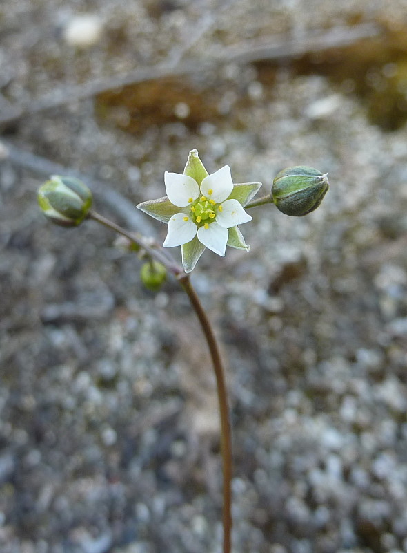 kolenec jarný Spergula morisonii Boreau