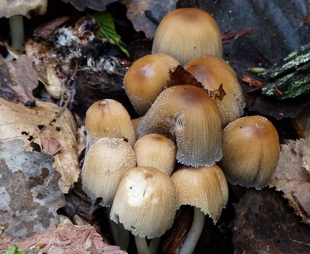 hnojník       Coprinellus truncorum