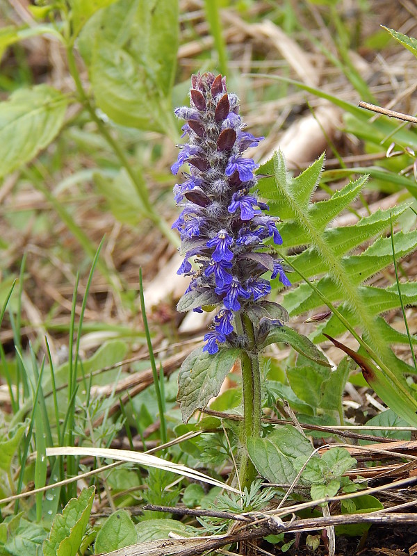 zbehovec plazivý Ajuga reptans L.