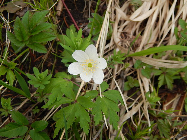 veternica hájna Anemone nemorosa L.